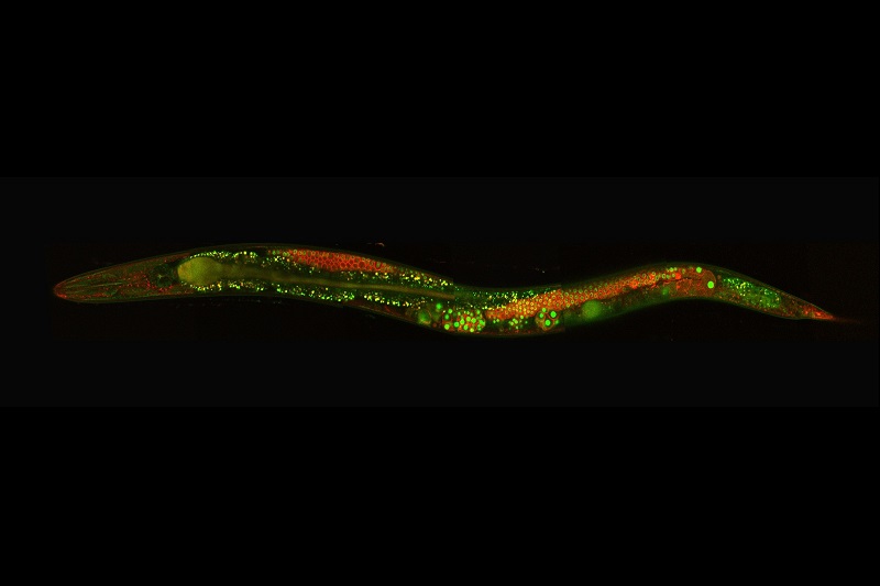 Fluorescent microscopy image of C. elegans